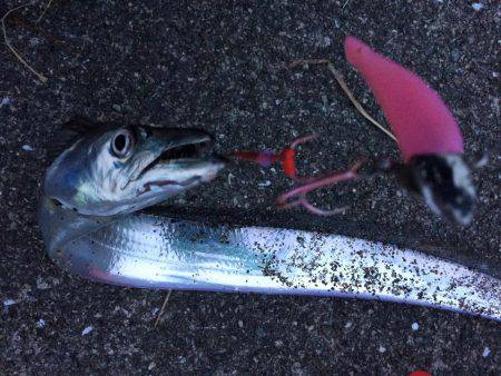 タチウオワインド！