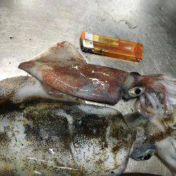 青物狙いのはずが…