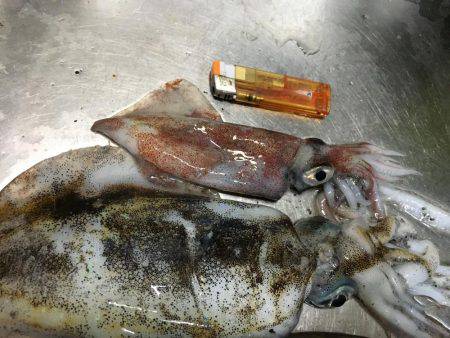 青物狙いのはずが…