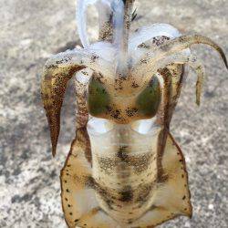 雨、うねり、最悪