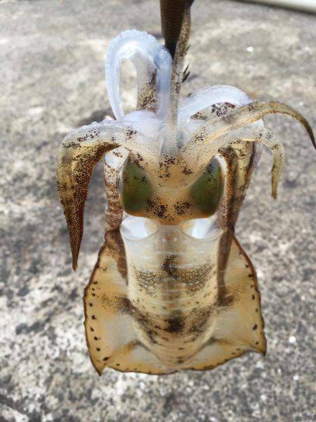 雨、うねり、最悪