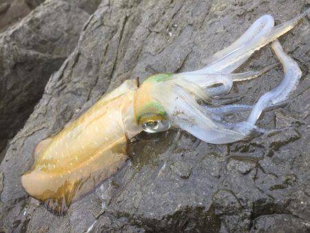 激うねりエギング