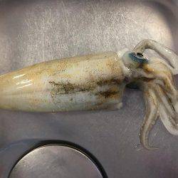 風強し釣りならず