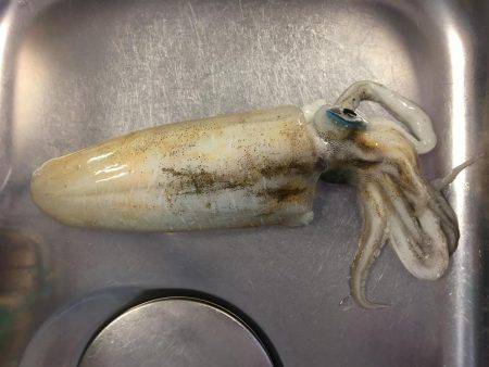 風強し釣りならず