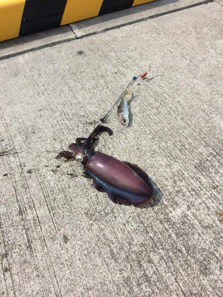 レッドモンスターの子