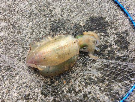 やっと墨付けできました。