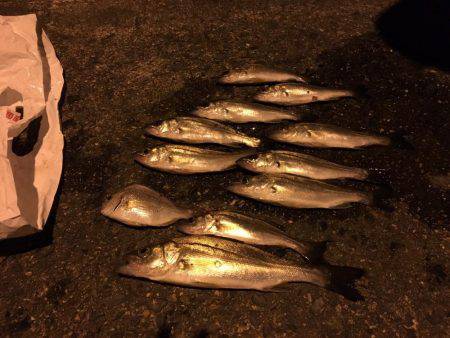 キス釣りのはずがセイゴ爆釣