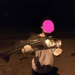 やっとのシーバス65cm