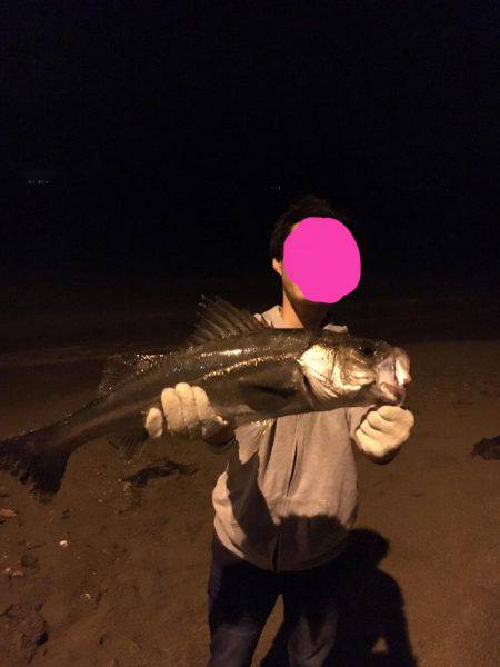 やっとのシーバス65cm