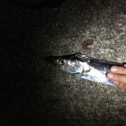 タチウオ山盛り