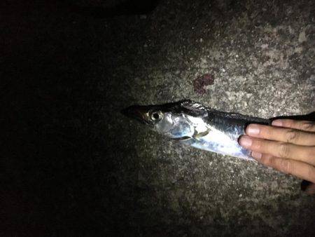 タチウオ山盛り