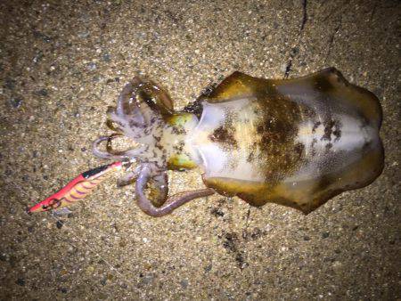 逃したイカはデカイ