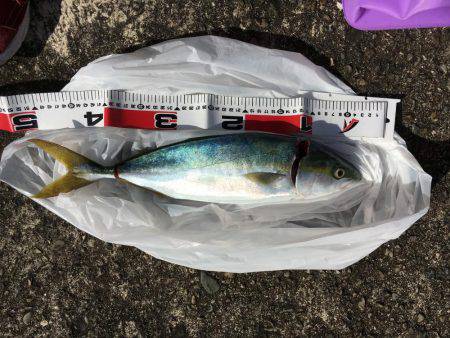 ナブラリベンジ