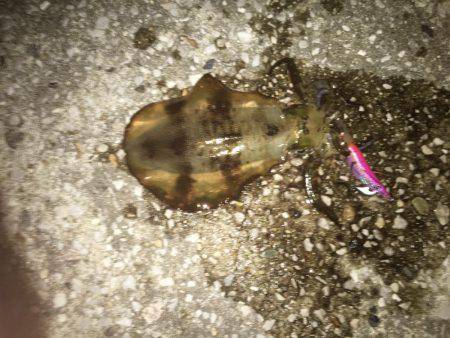 内浦メジャースポット