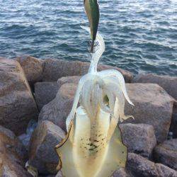 ランガンエギング