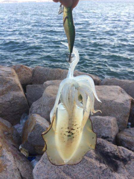 ランガンエギング