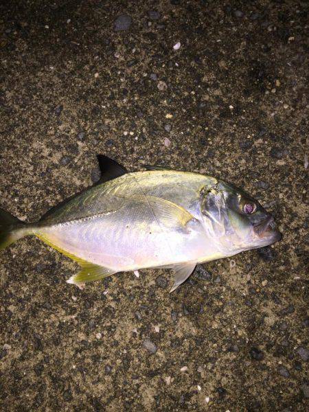 メッキくんが。。