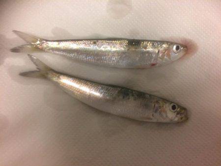 釣りとキャンプとあこうパン