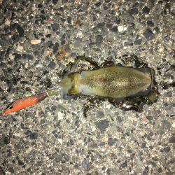 エギング＆アジング