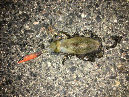 エギング＆アジング