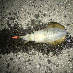 エギング＆アジング