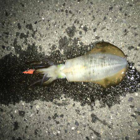 エギング＆アジング