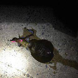 本当に大潮？？？