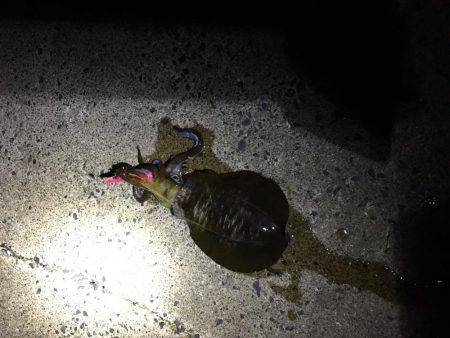 本当に大潮？？？