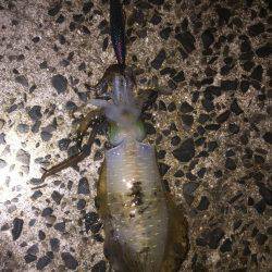 暴風の中エギングでなんとか1杯