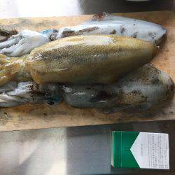 満月大潮のエギング