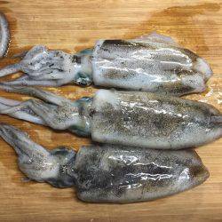 どちゃ濁りのエギング