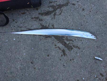 アジ爆釣太刀魚ならない