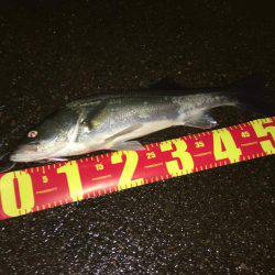 ルアーフィッシング