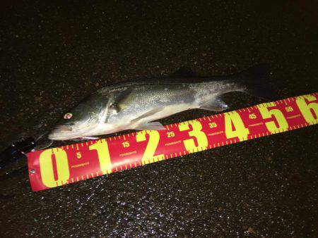 ルアーフィッシング