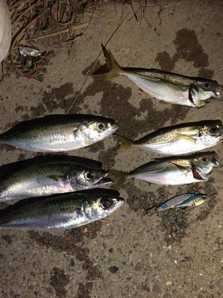 サバはいいけど太刀魚はどこに？