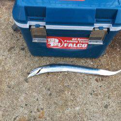 久々の海釣り公園での朝練5:00-6:30