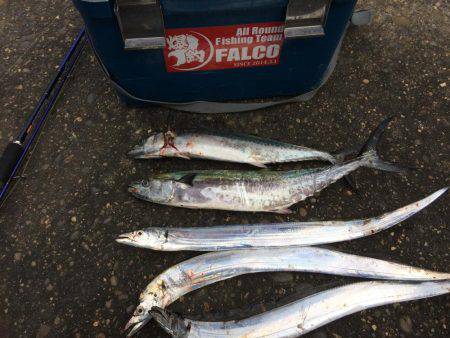 マイポイントで朝練