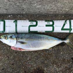 翼港〜松帆〜岩屋