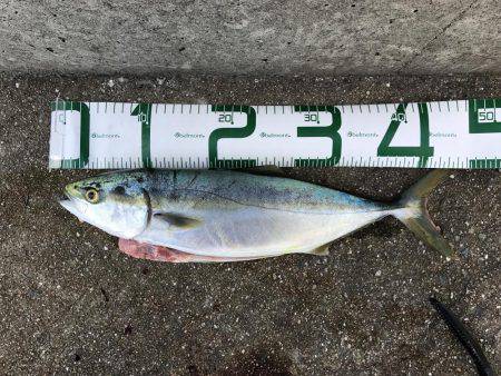 翼港〜松帆〜岩屋