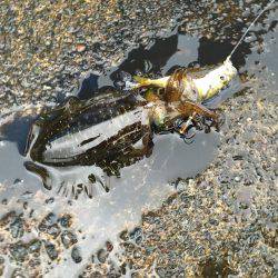 ヤエンでおもわぬ奴が