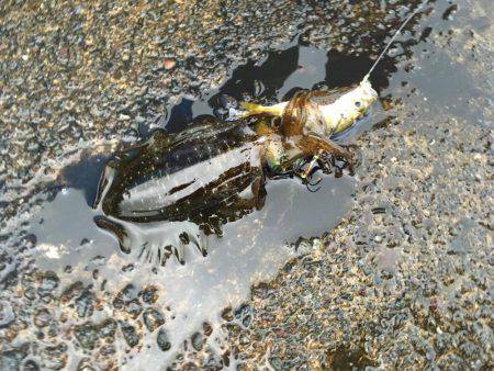 ヤエンでおもわぬ奴が