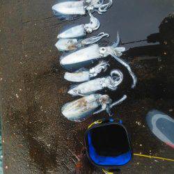 今年初めてのアオリイカ・・・・