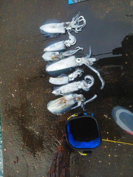 今年初めてのアオリイカ・・・・