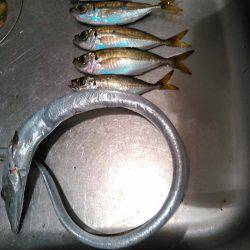 タチウオ&アジング