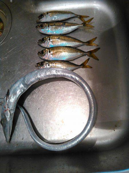 タチウオ&アジング