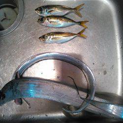 アジングのちタチウオ