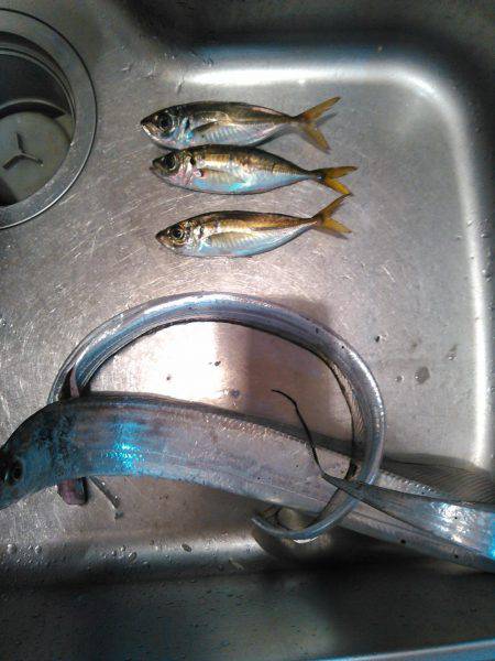 アジングのちタチウオ