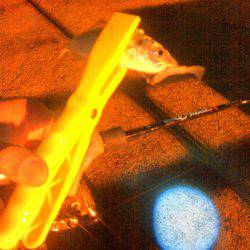 タチウオ&アジング