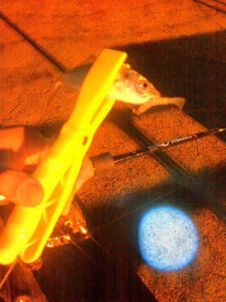 タチウオ&アジング