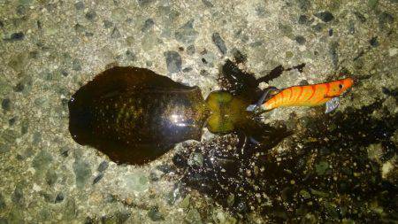 アオリイカ釣れました